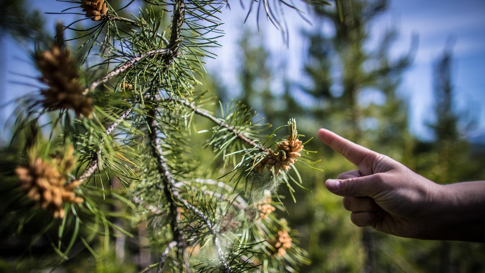 A finger taps on a lodgepole pine, releasing a cloud of yellow pollen.