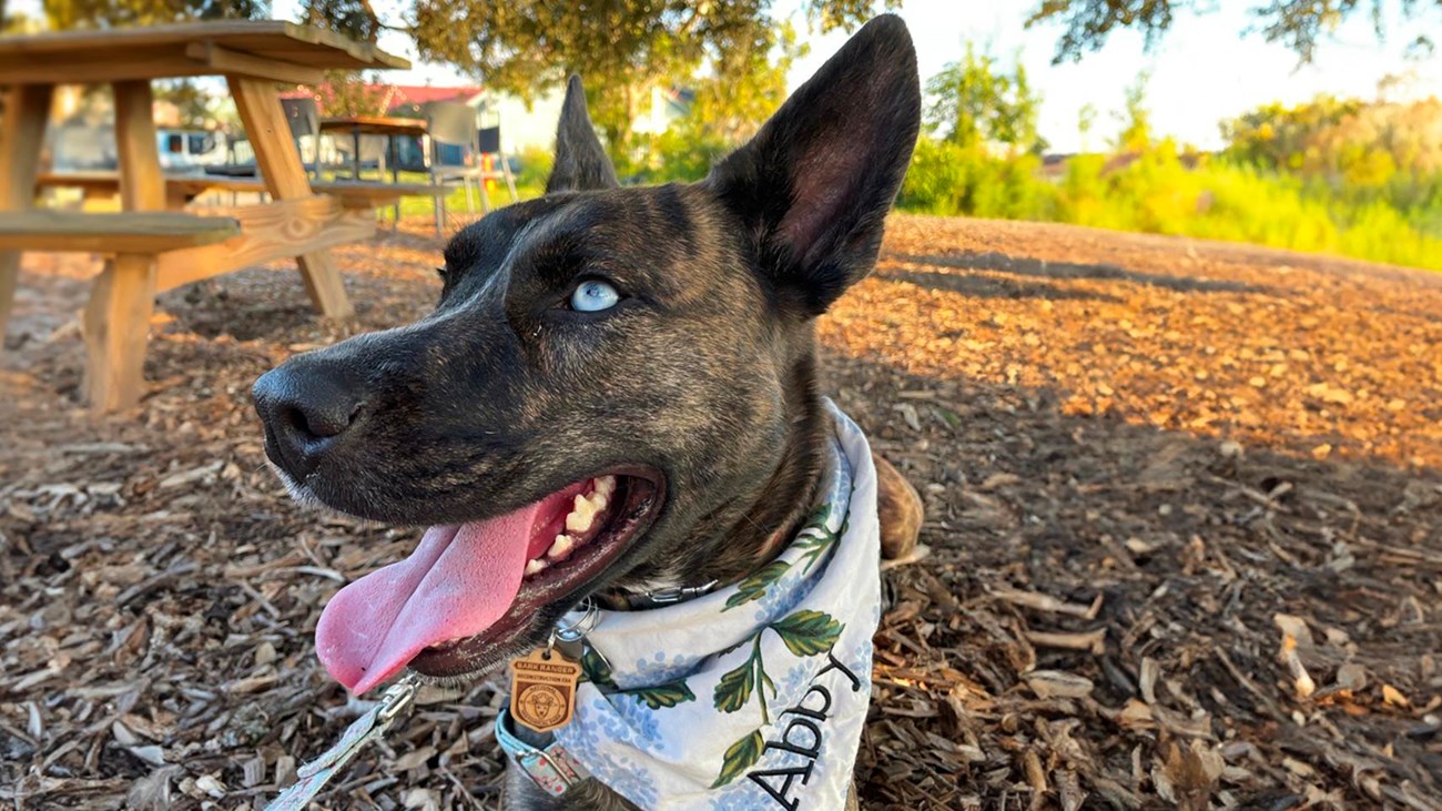 A dog with brindle fur and a blue eye, lays in the grass wearing a B.A.R.K ranger badge and bandana.