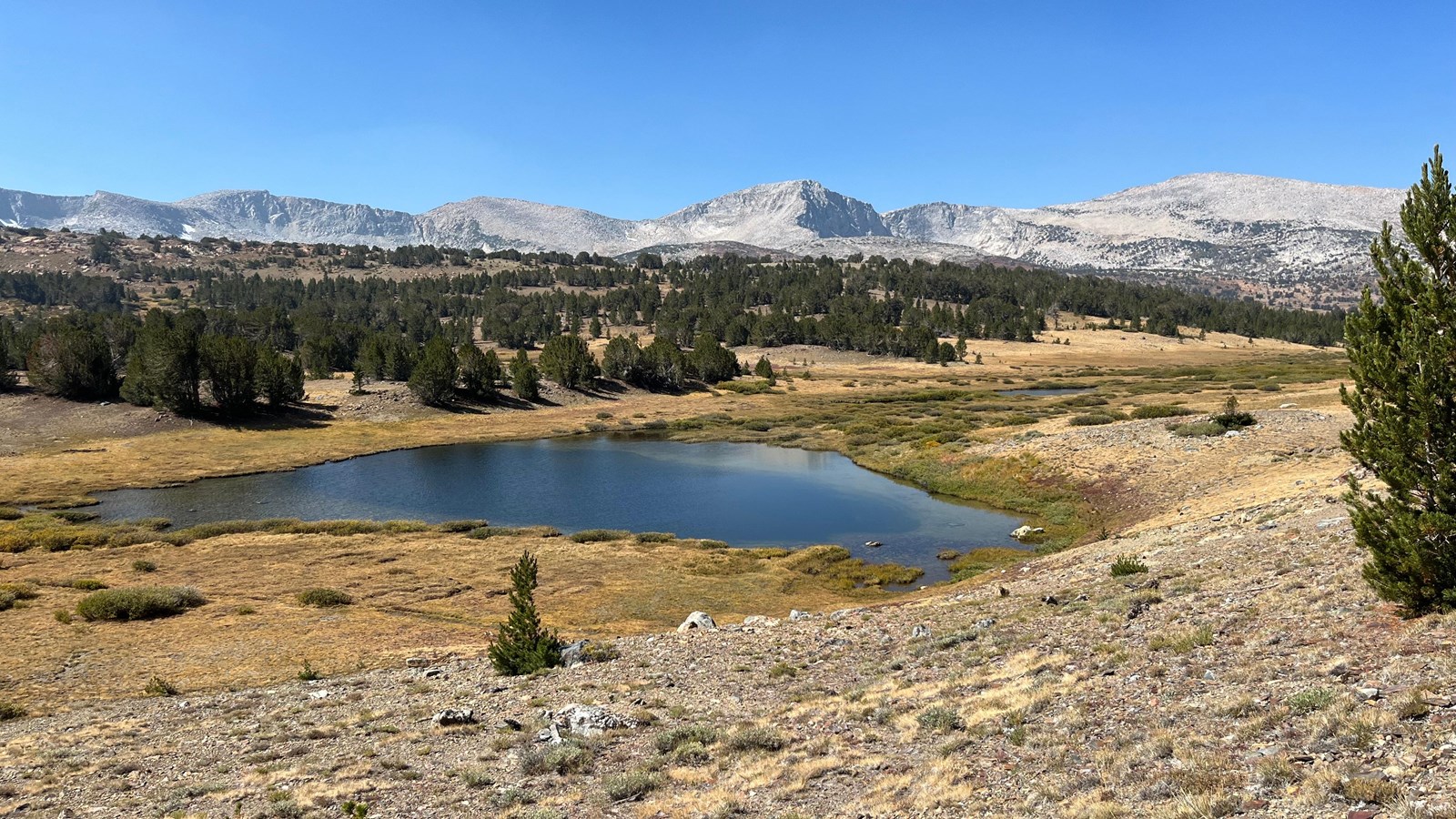 An alpine lake in a meadow surrounded by cured, golden vegetation