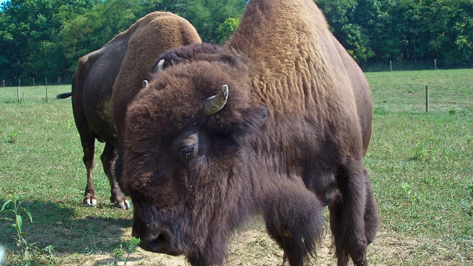 Two brown American Bison standing in green field. Bison in center is in left profile view, with smal