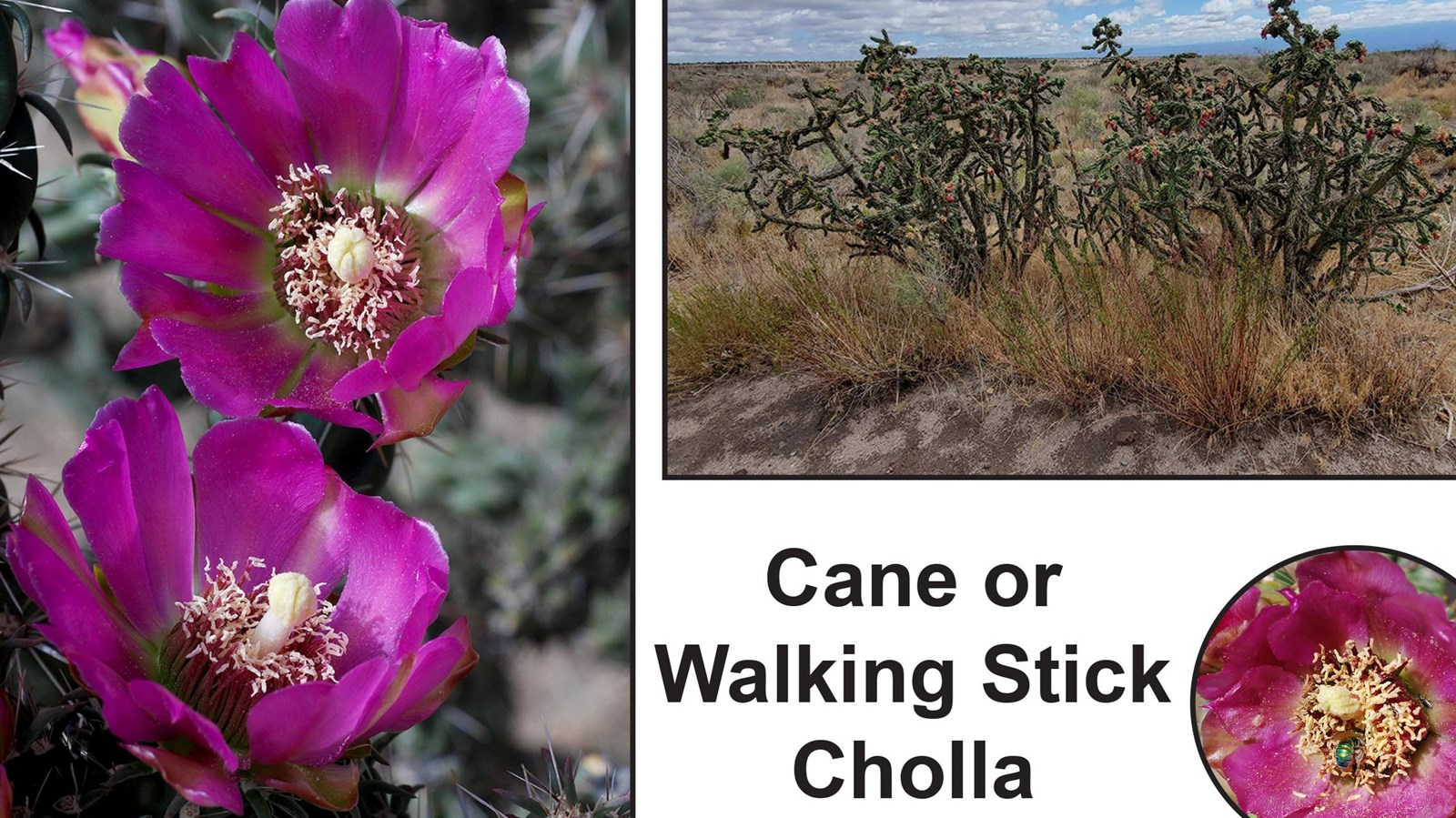3 images of a cactus with long arm like stems and hot pink flowers