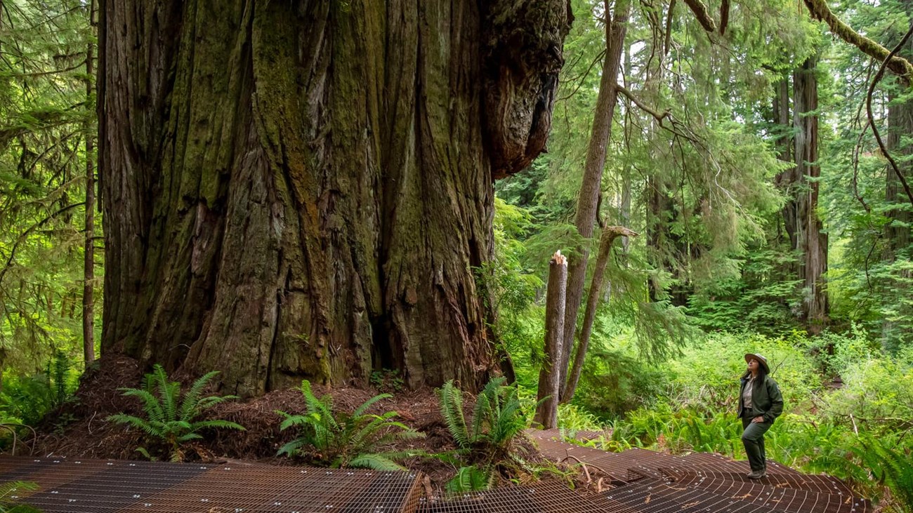 A ranger stands on a metal boardwalk next to redwood trees.