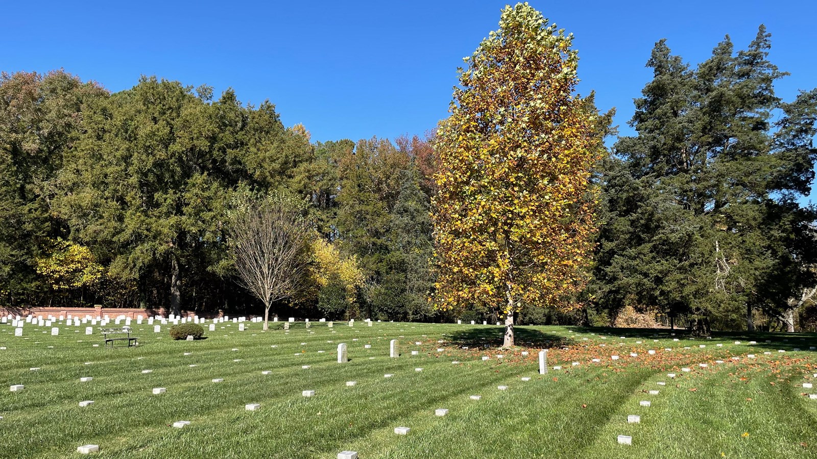 Hundreds of white headstones surrounded by green grass; at center a tall tree with yellow leaves.