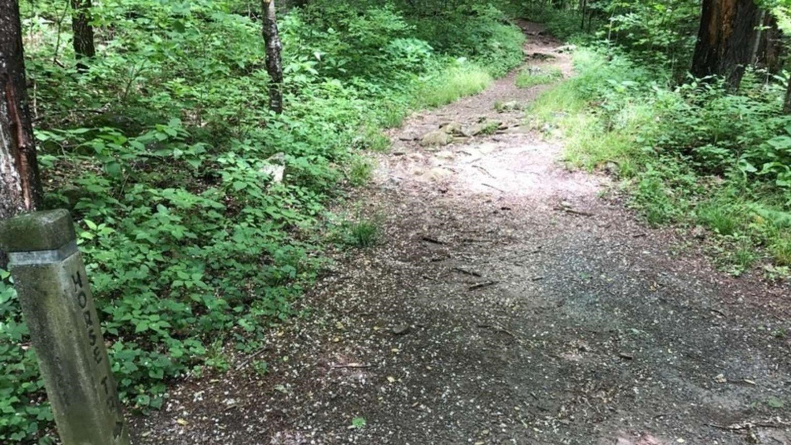 A photo of a trail through the woods.