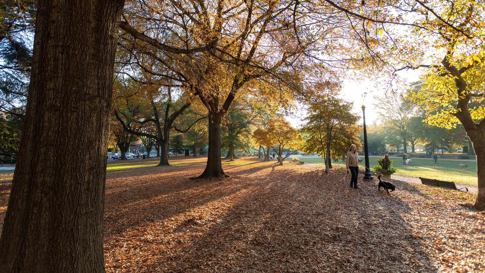 Rays of sun stream through golden trees in autumn in a city park.