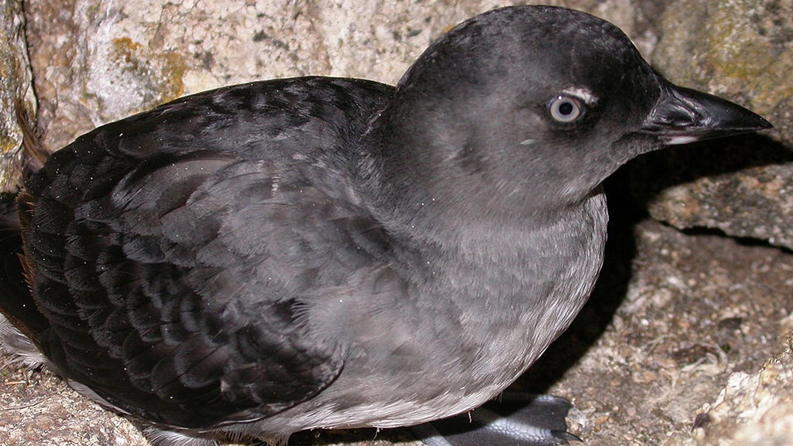 grey seabird on rocks