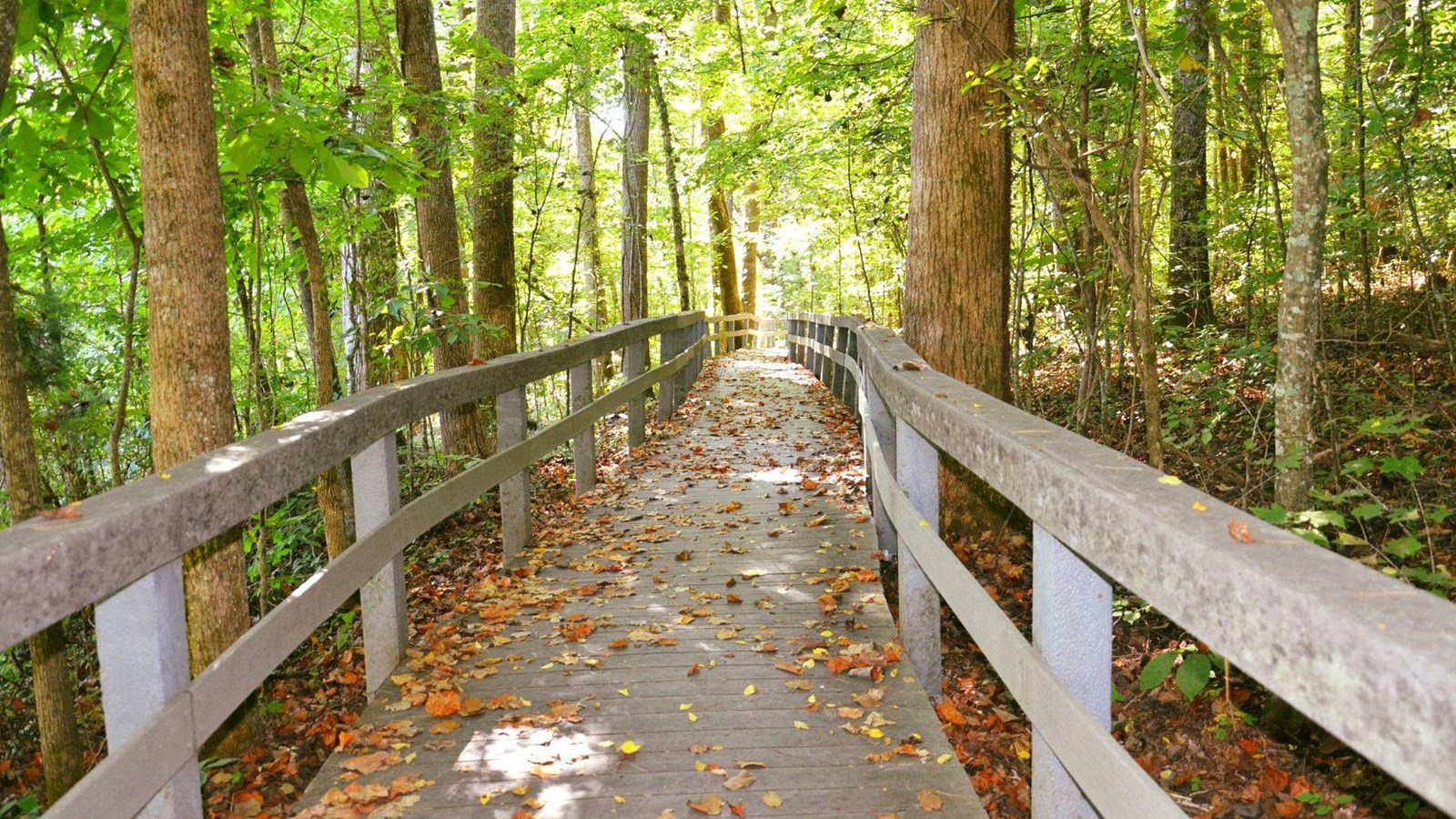 A grey boardwalk meanders through trees, with a few orange leaves fallen on the surface