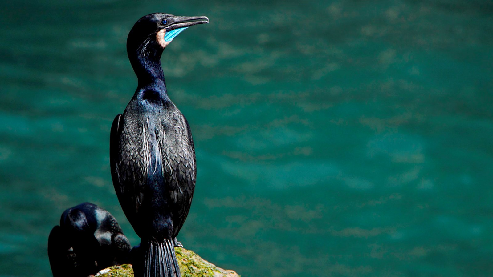 black bird with long neck on rock