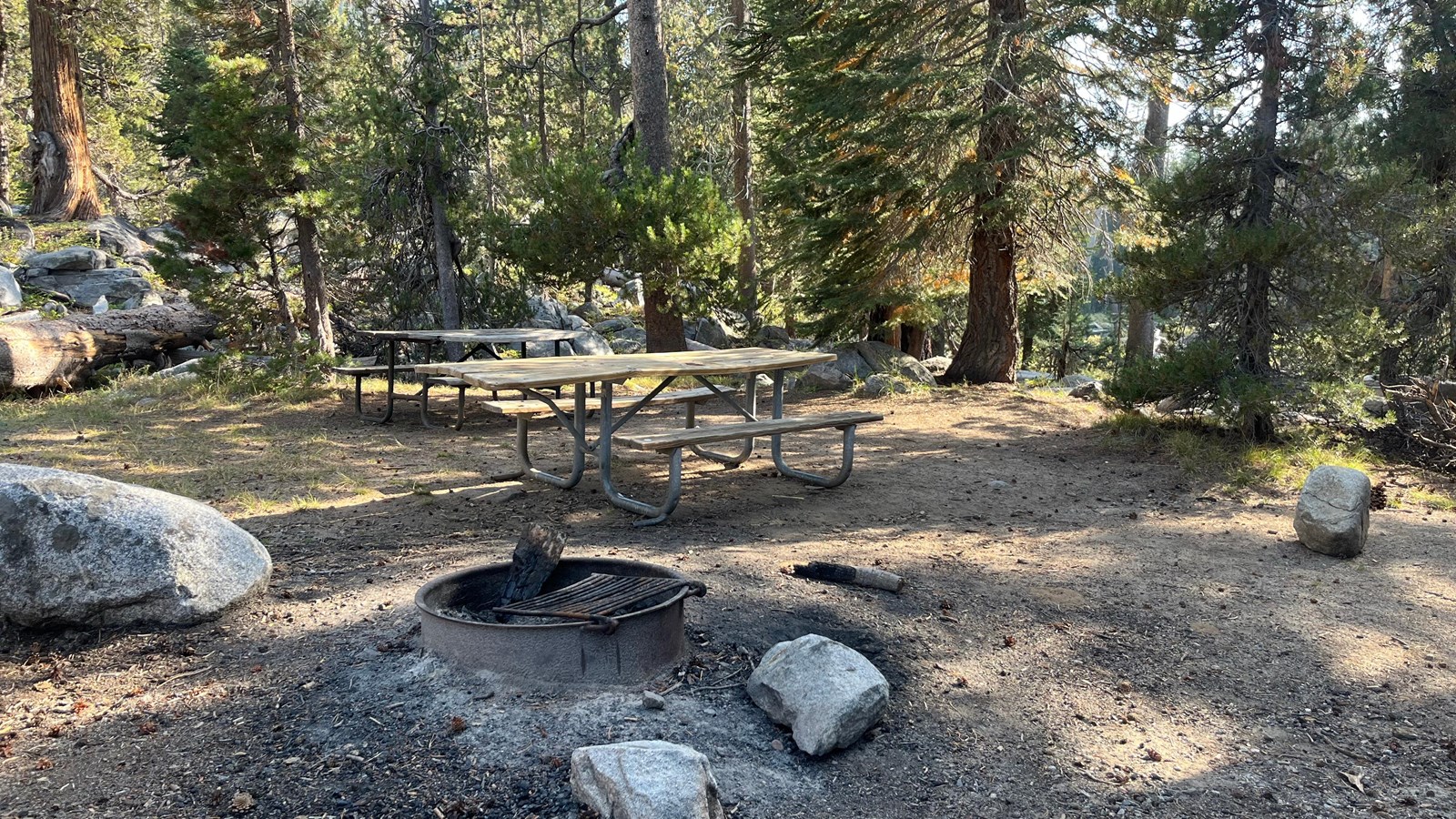 Picnic tables underneath the shade of tall pine trees