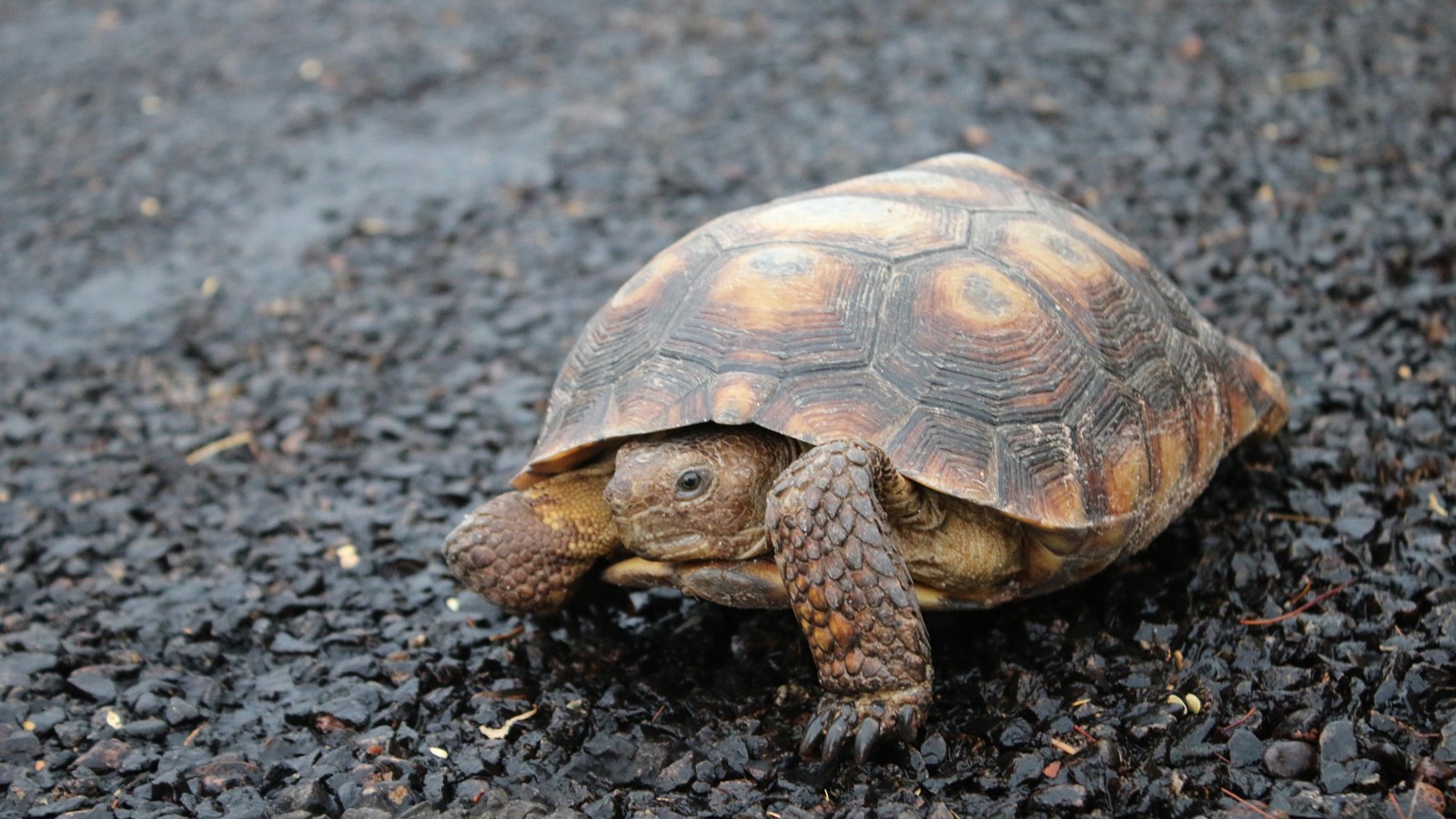 Desert tortoise on a wet asphalt road.