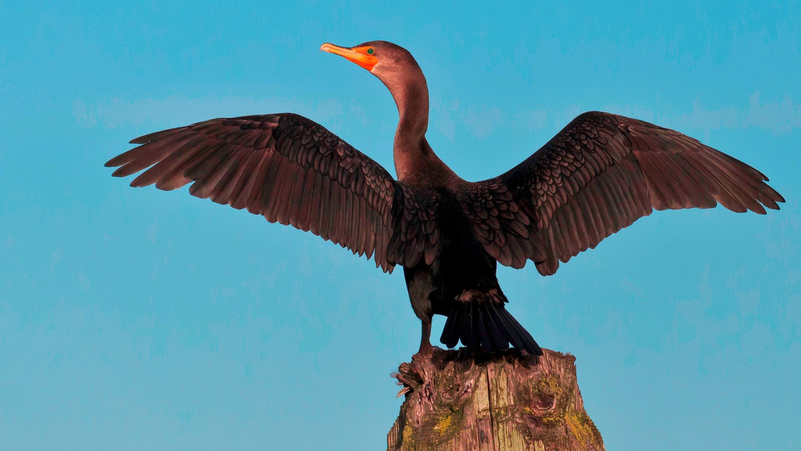 bird with long neck and wings spread out on a post