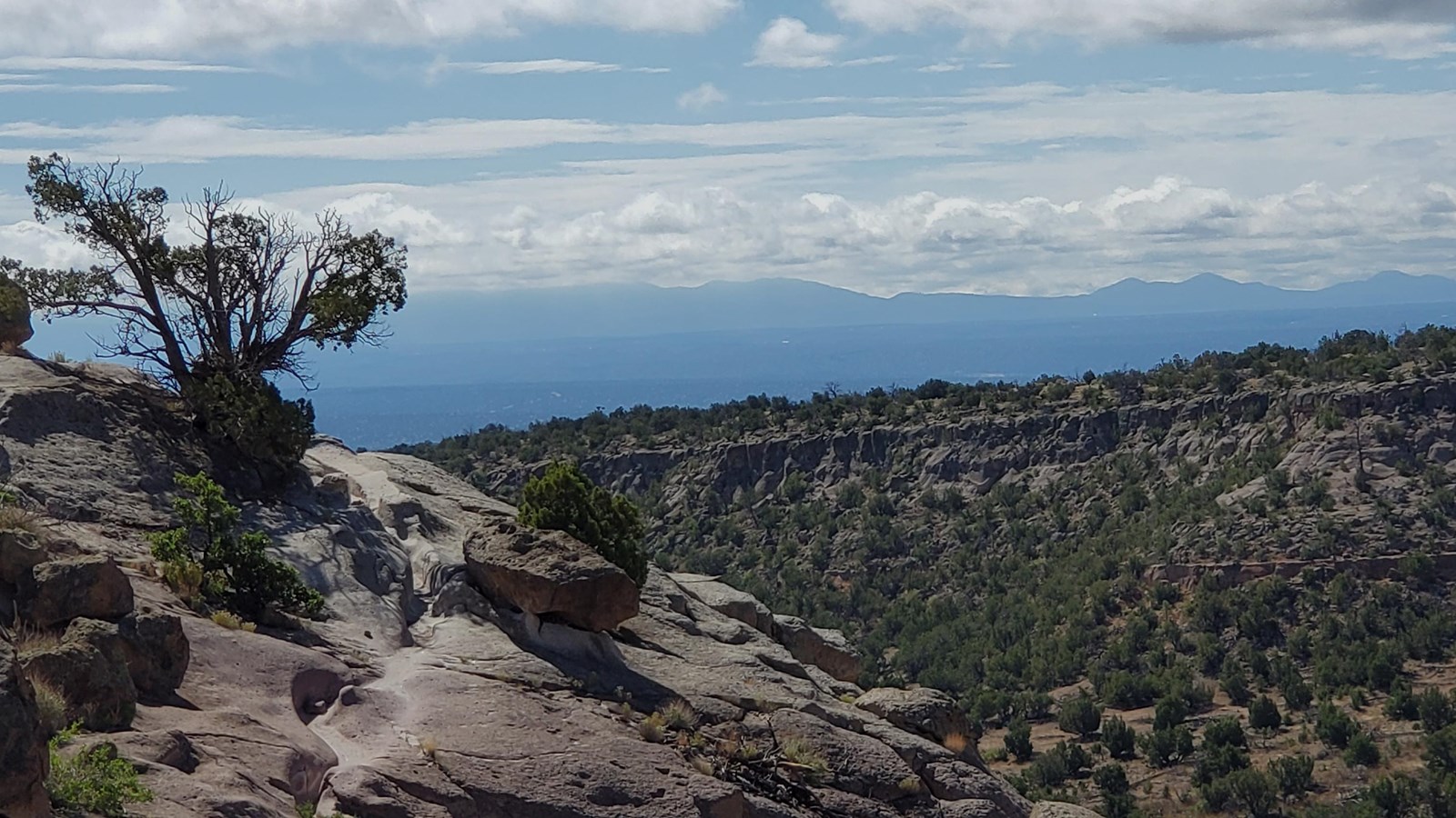 a tan rock point with a dark tree stand in front of a view of distant mountains.
