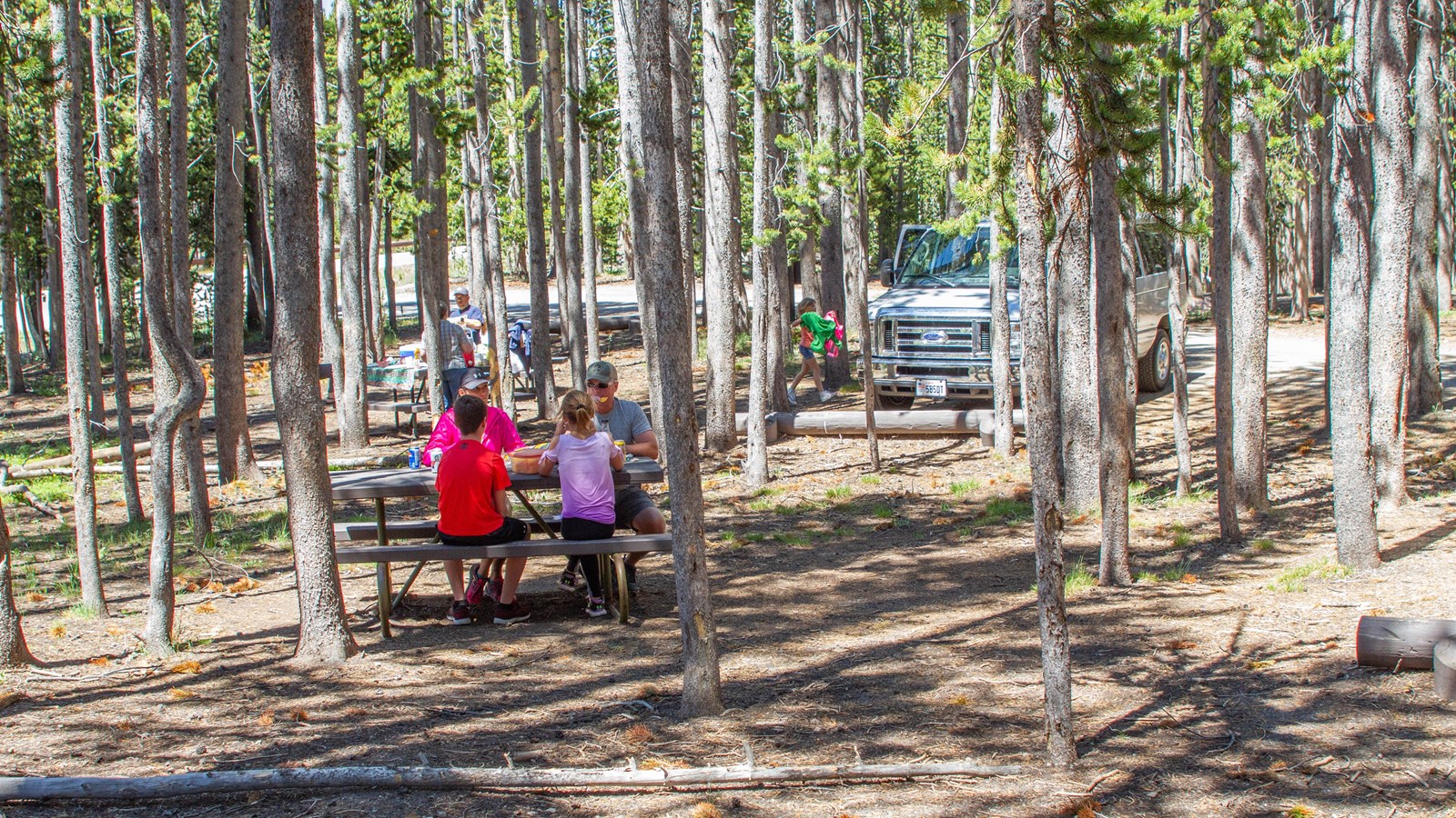 A family of four eat at picnic table in a forest of lodgepole pines.