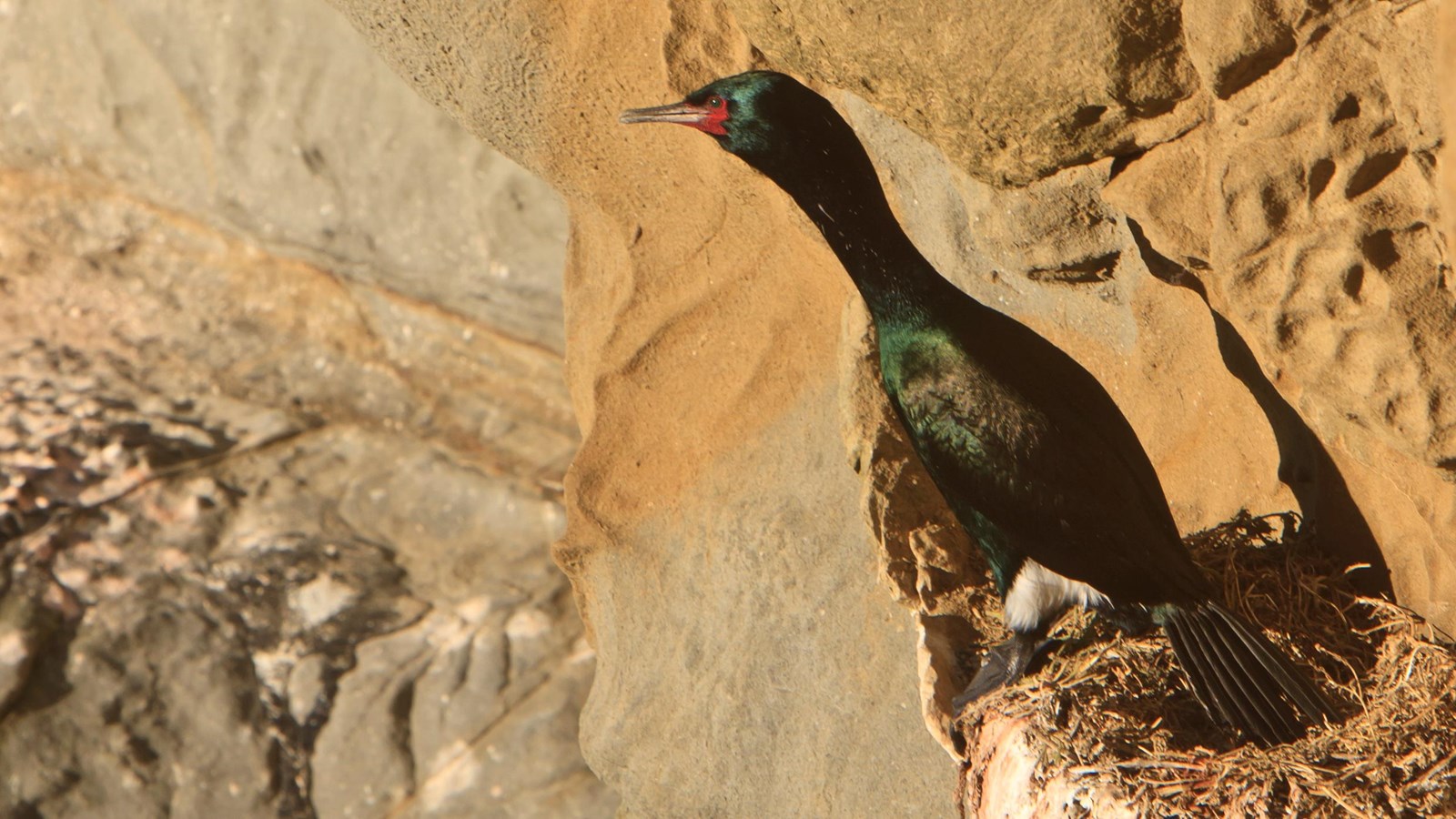 bird with long neck on rocky ledge