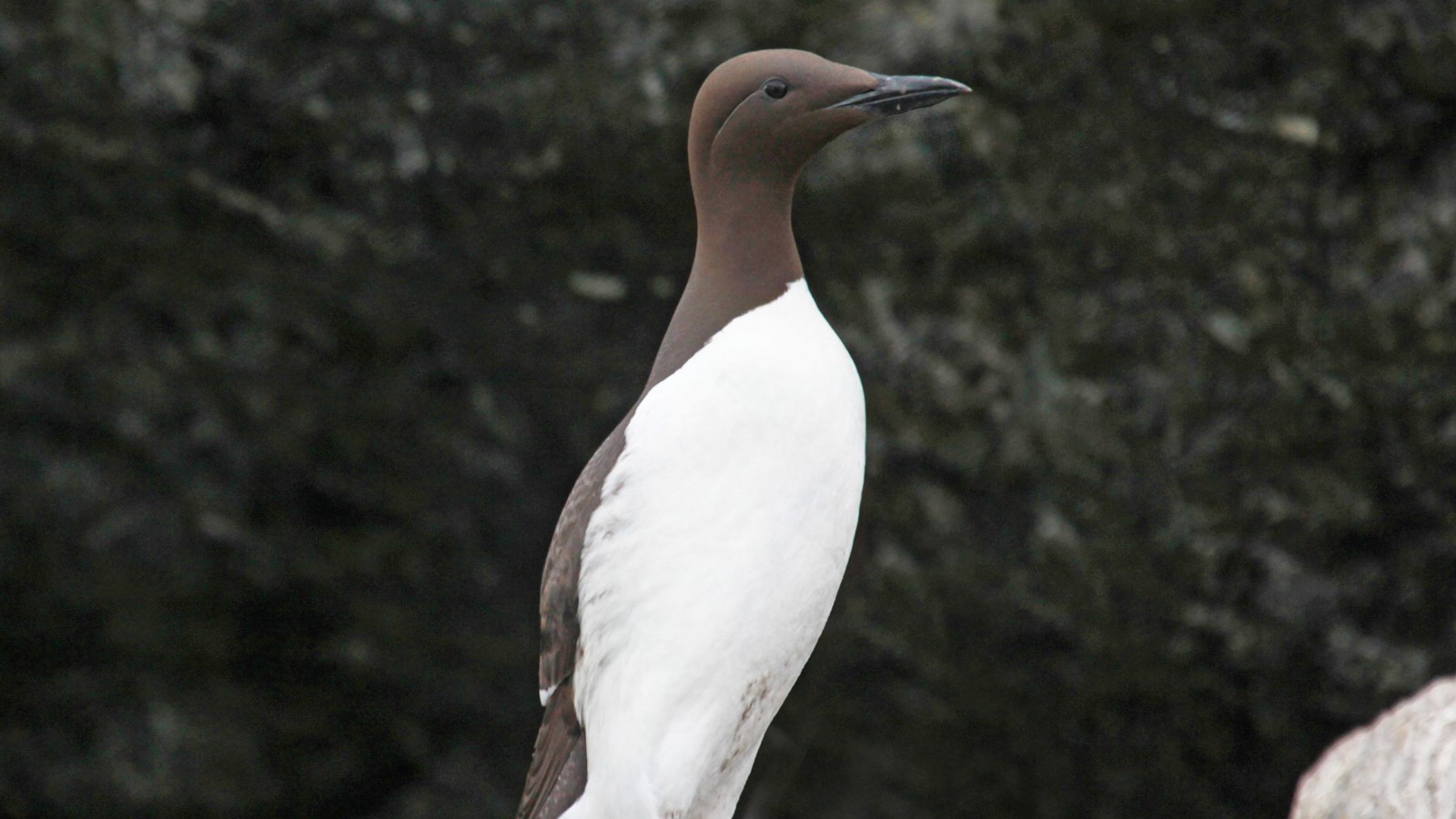 long bird with medium beak on rock