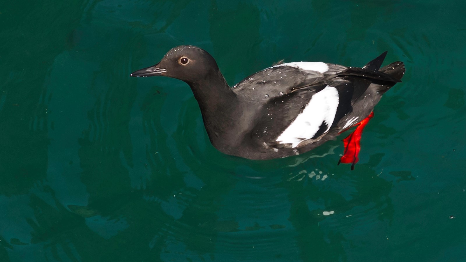 black seabird with white wings patches and red feet in water