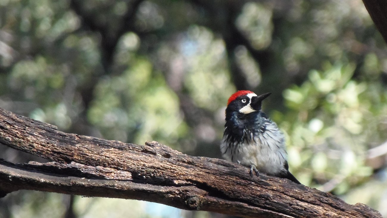 Acorn Woodpecker