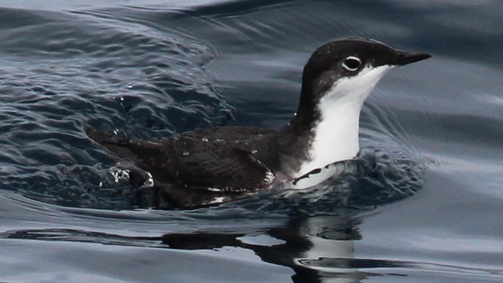 black and white seabird in water