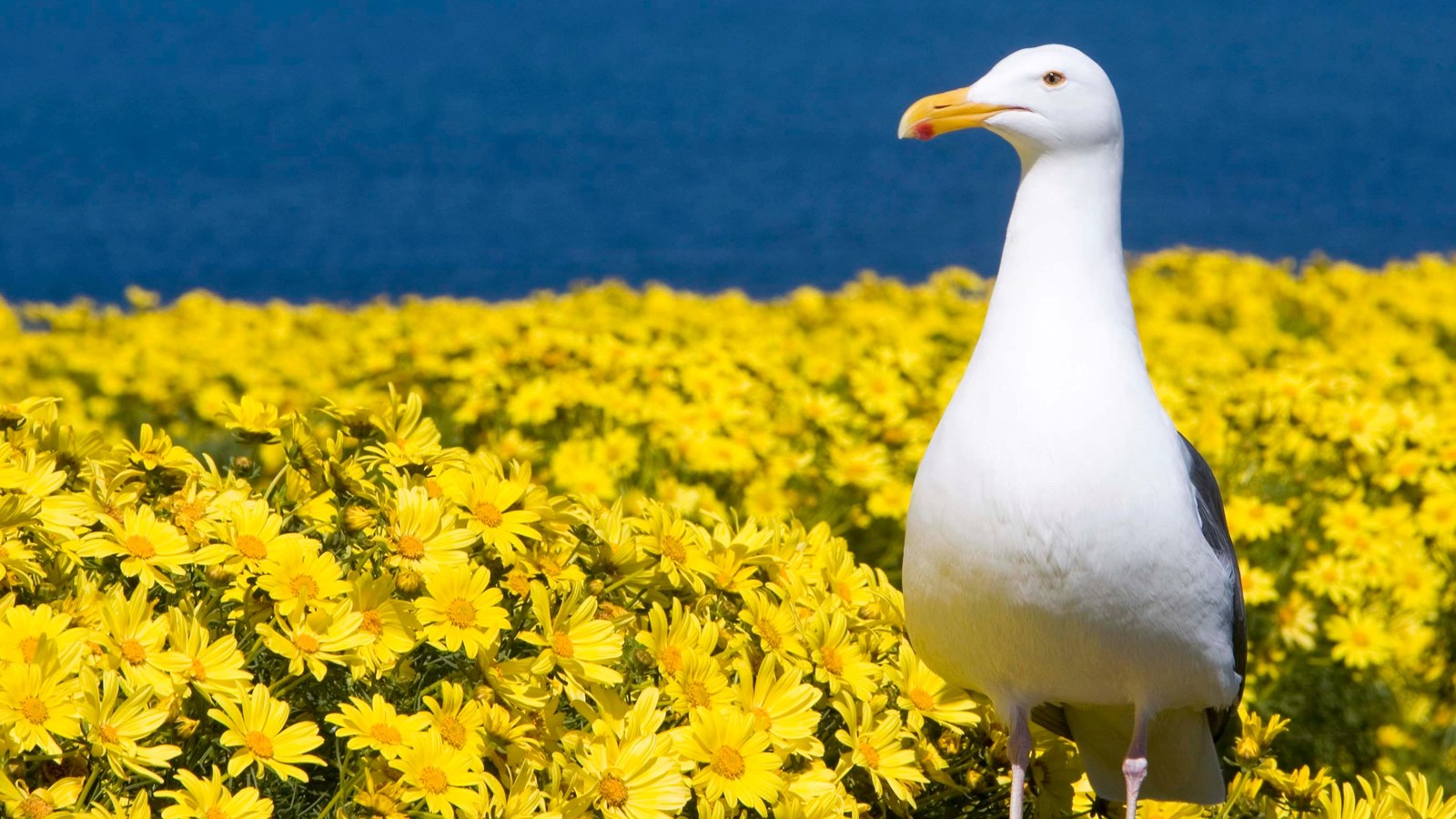 white bird with yellow beak on yellow flowers
