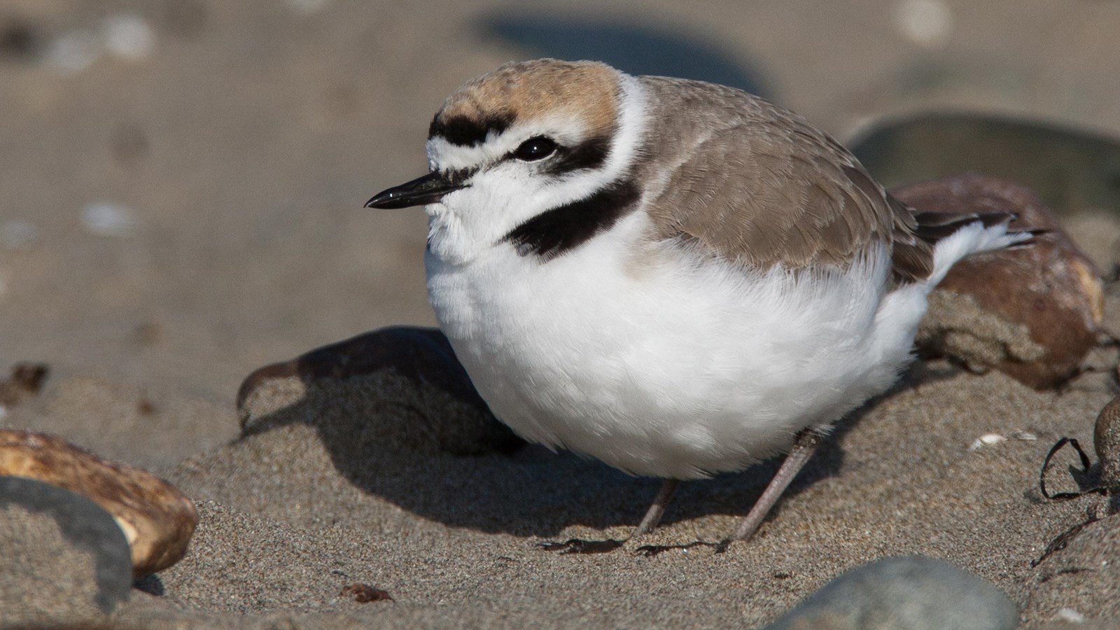 small bird on beach 