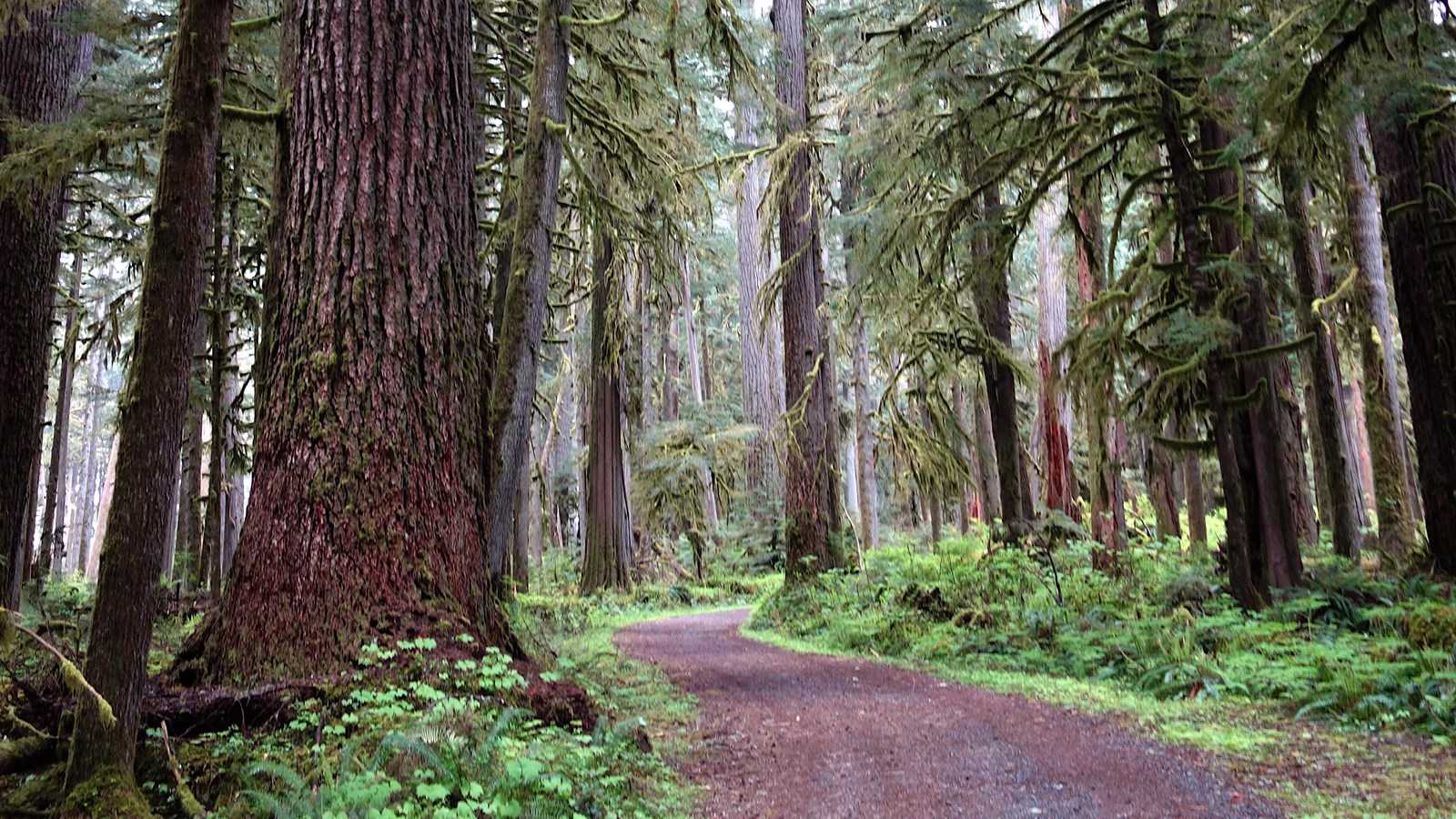 A narrow gravel road curves through a dense forest. 