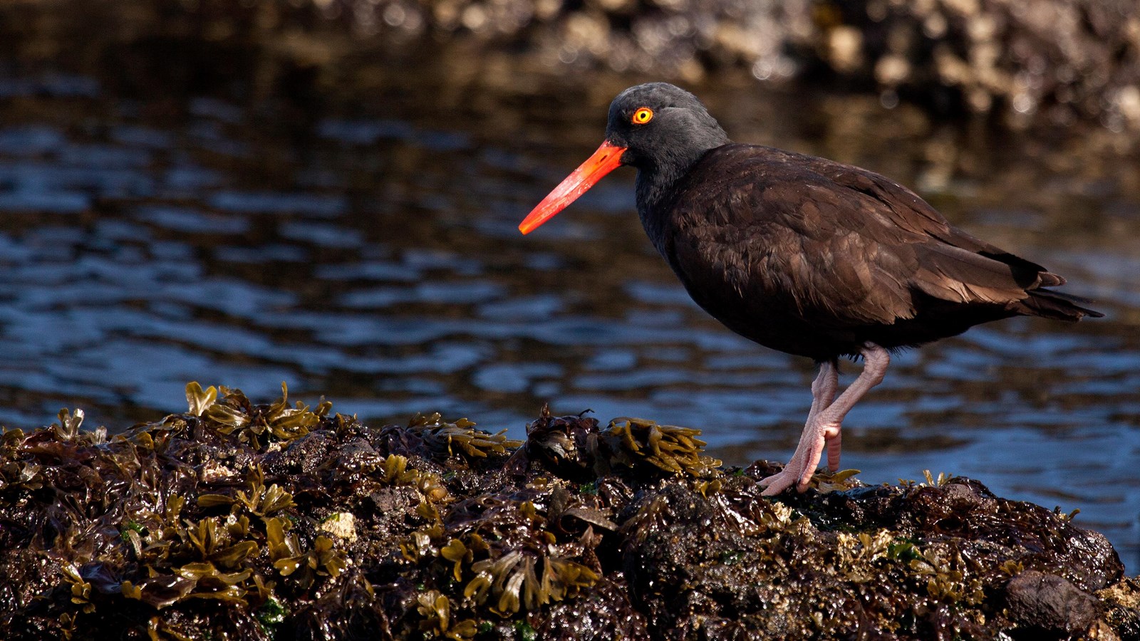 black shorebird with long orange beak on rocks