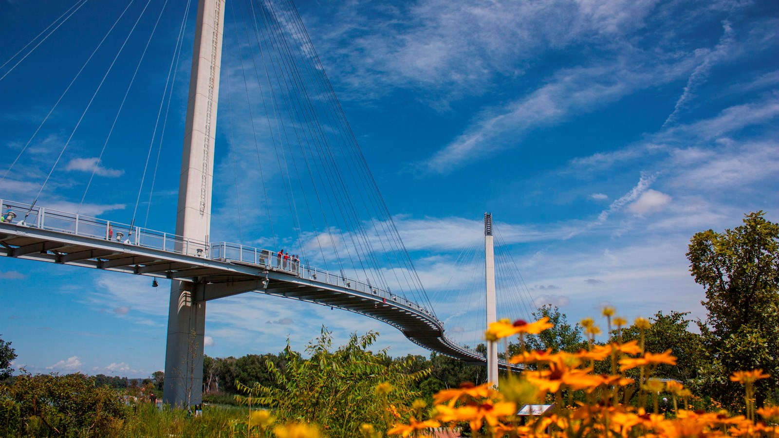 Cable suspension footbridge with lush vegetation and golden sunflowers in the foreground
