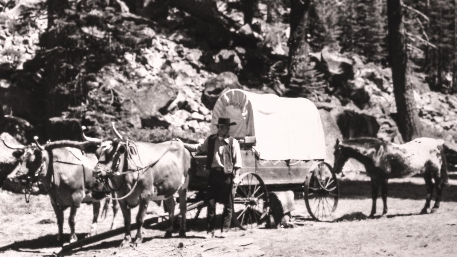 A man standing beside wagon hitched to oxen.