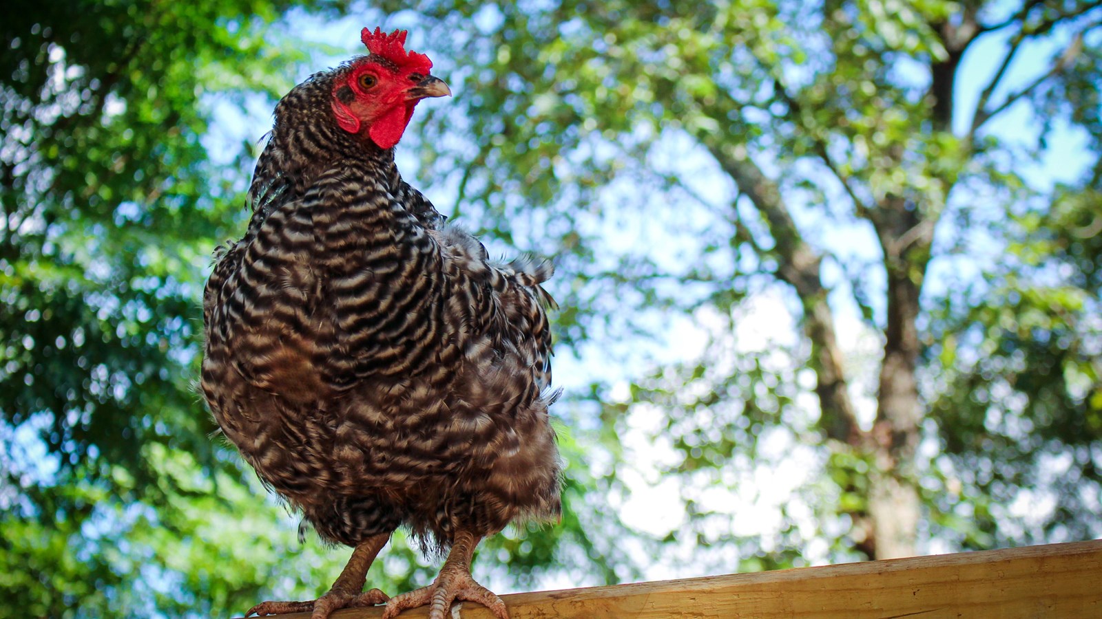 A gray Plymouth Rock hen perches on a wooden beam of a chicken coop.
