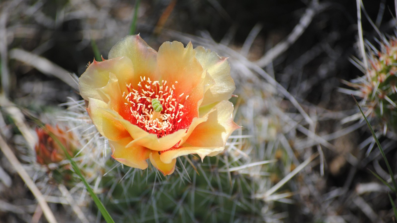Prickly Pear Cactus