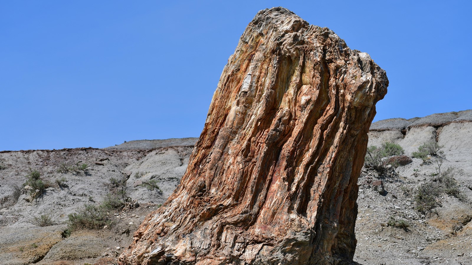 Petrified Wood