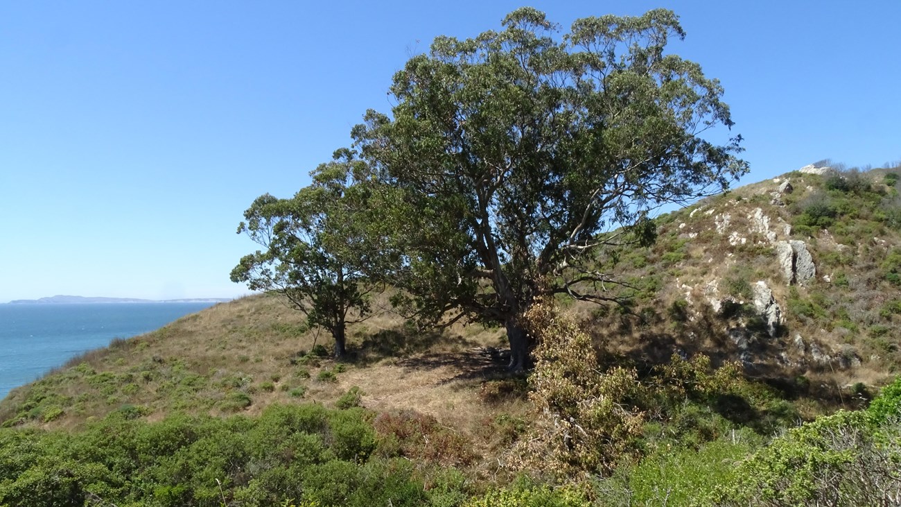 Two eucalyptus trees—one large, one small—stand on a shrubby hillside with the ocean on the left.