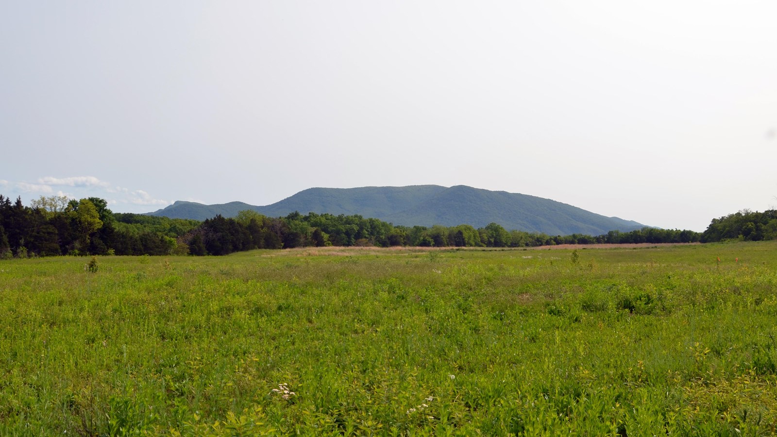 A field with wooded edges has a view of a distant mountain.