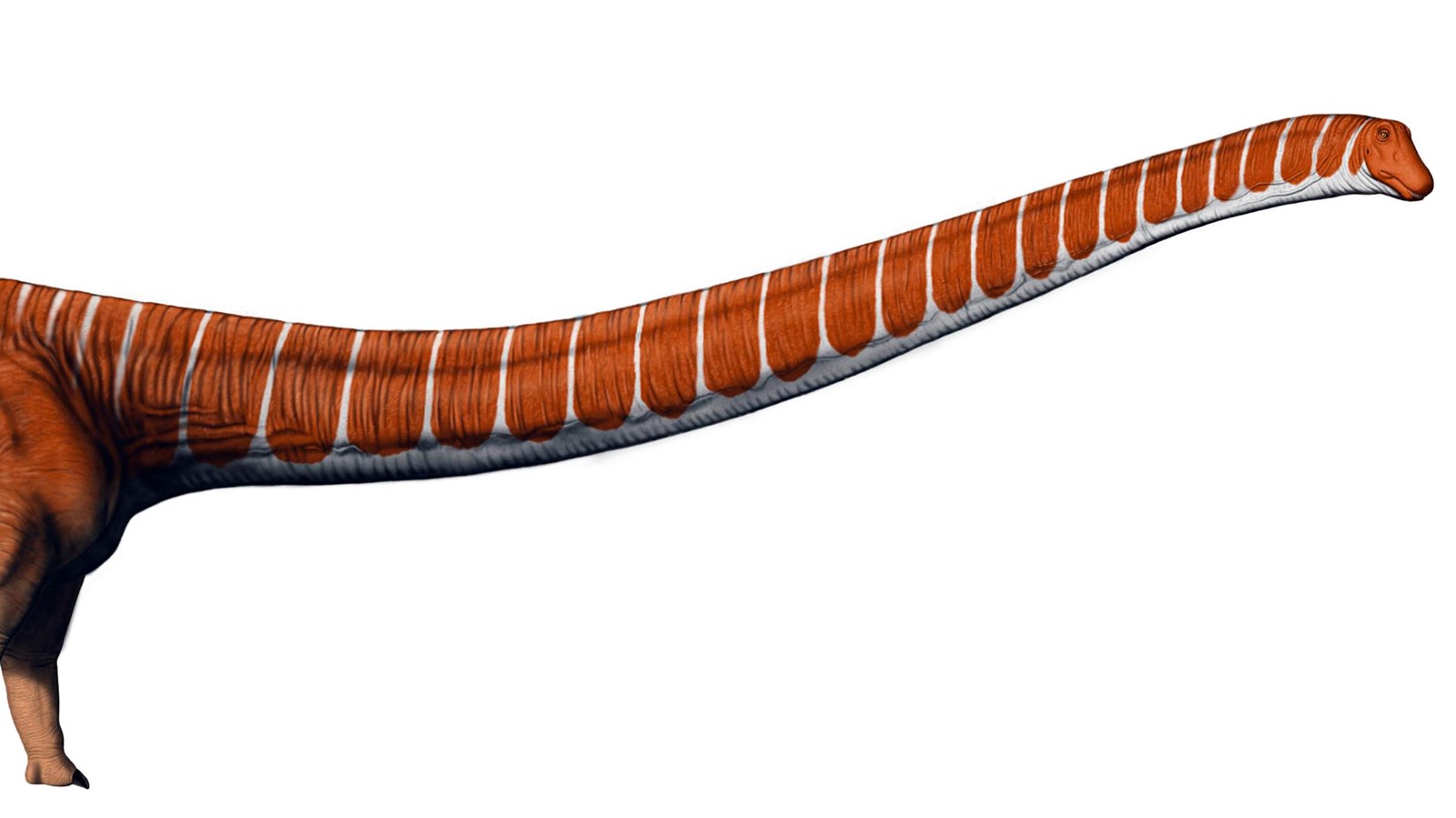 A long necked dinosaur with a very long whip-like tail.