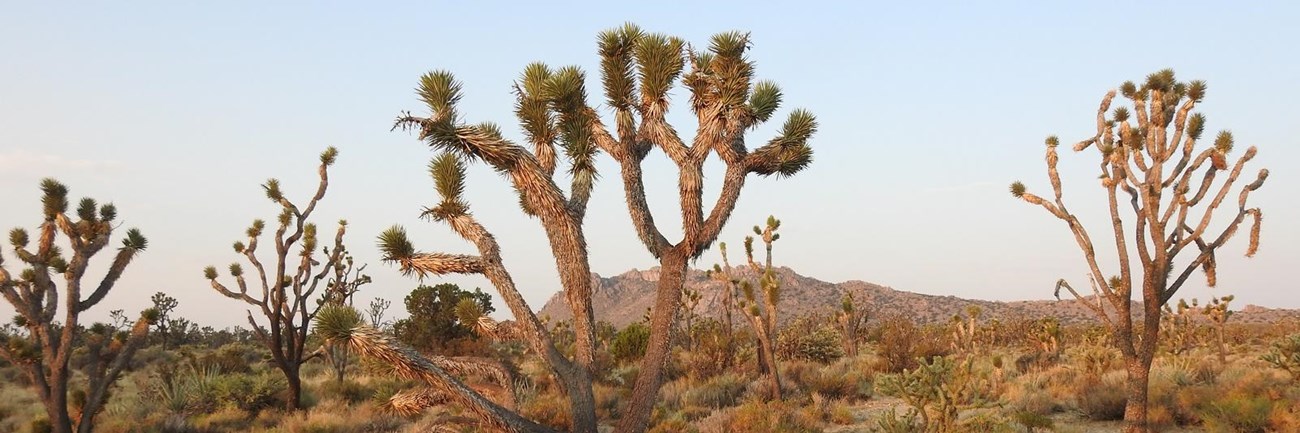 Joshua trees