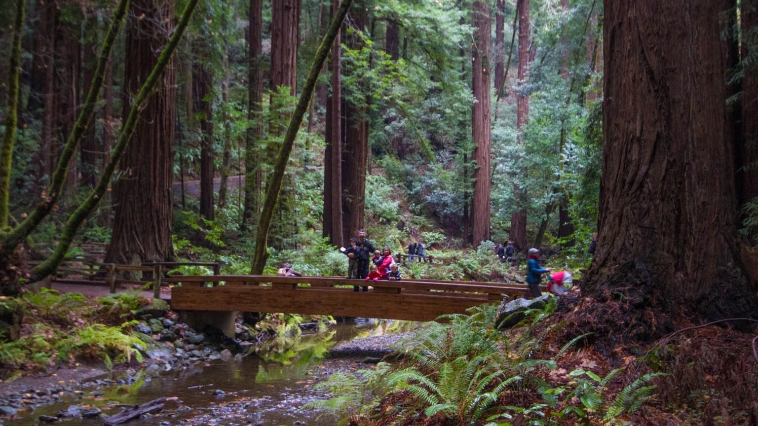 a group stand on a bridge over a stream in a forest