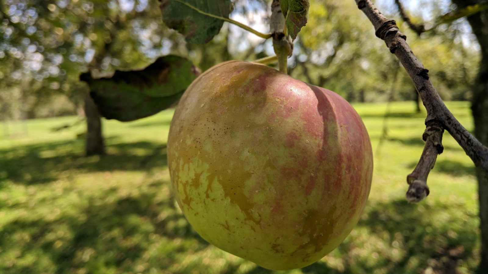 A ripe apple hangs on a tree