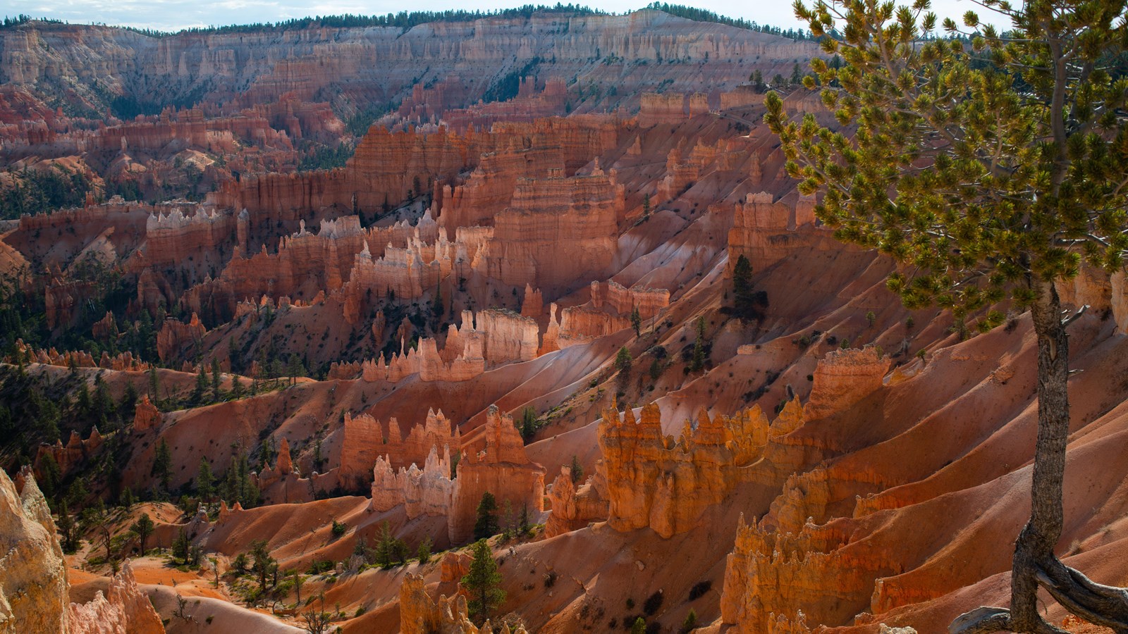 A tree with exposed roots stands at the edge of a landscape of red and white rock spires