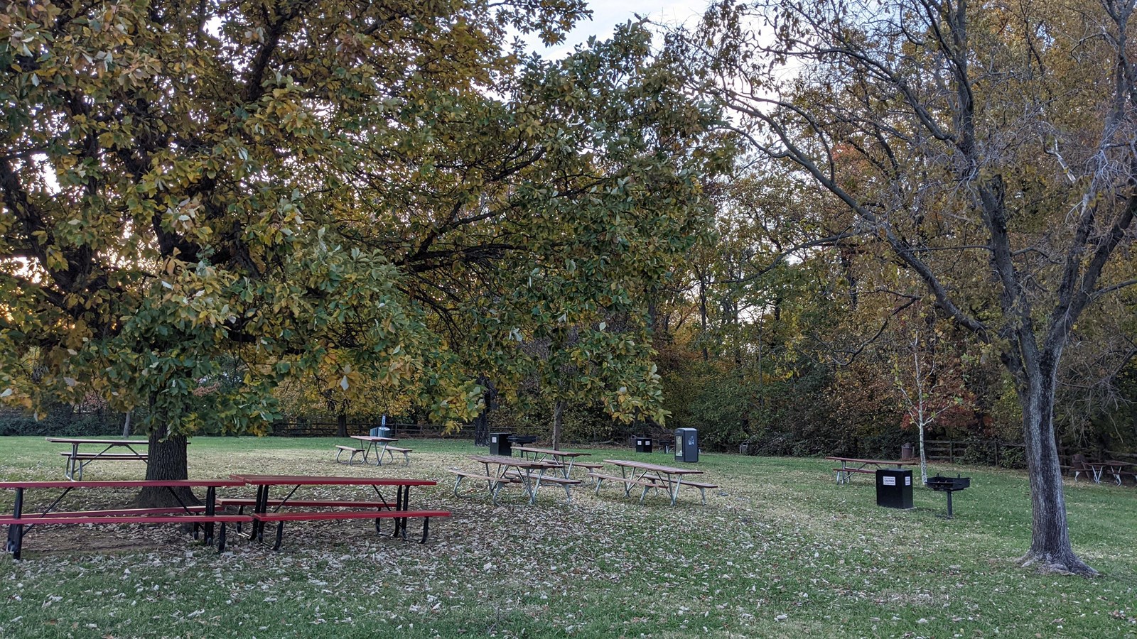 A picnic area with scattered tables and trash cans shaded by trees