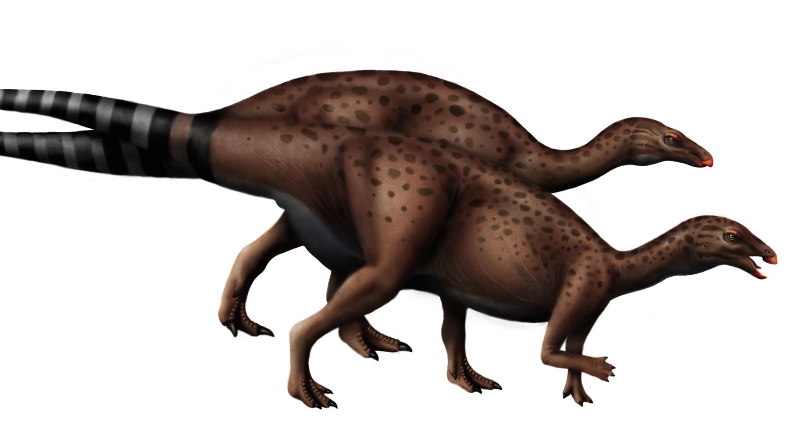 A medium-sized two-legged dinosaur with a stripped tail.