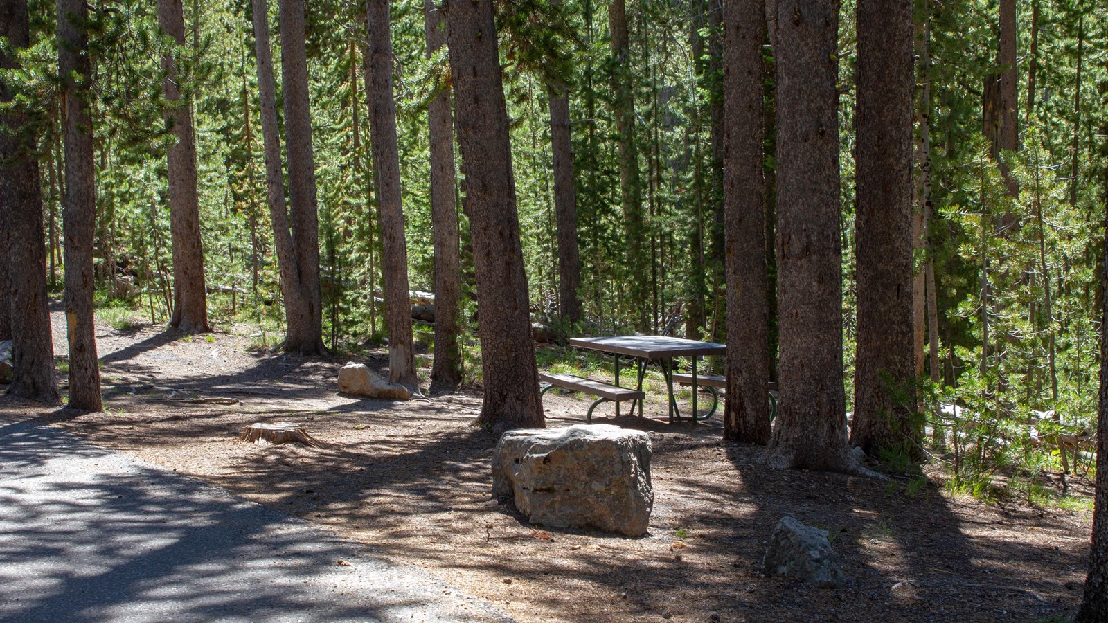 A picnic table in a forest of lodgepole pines.
