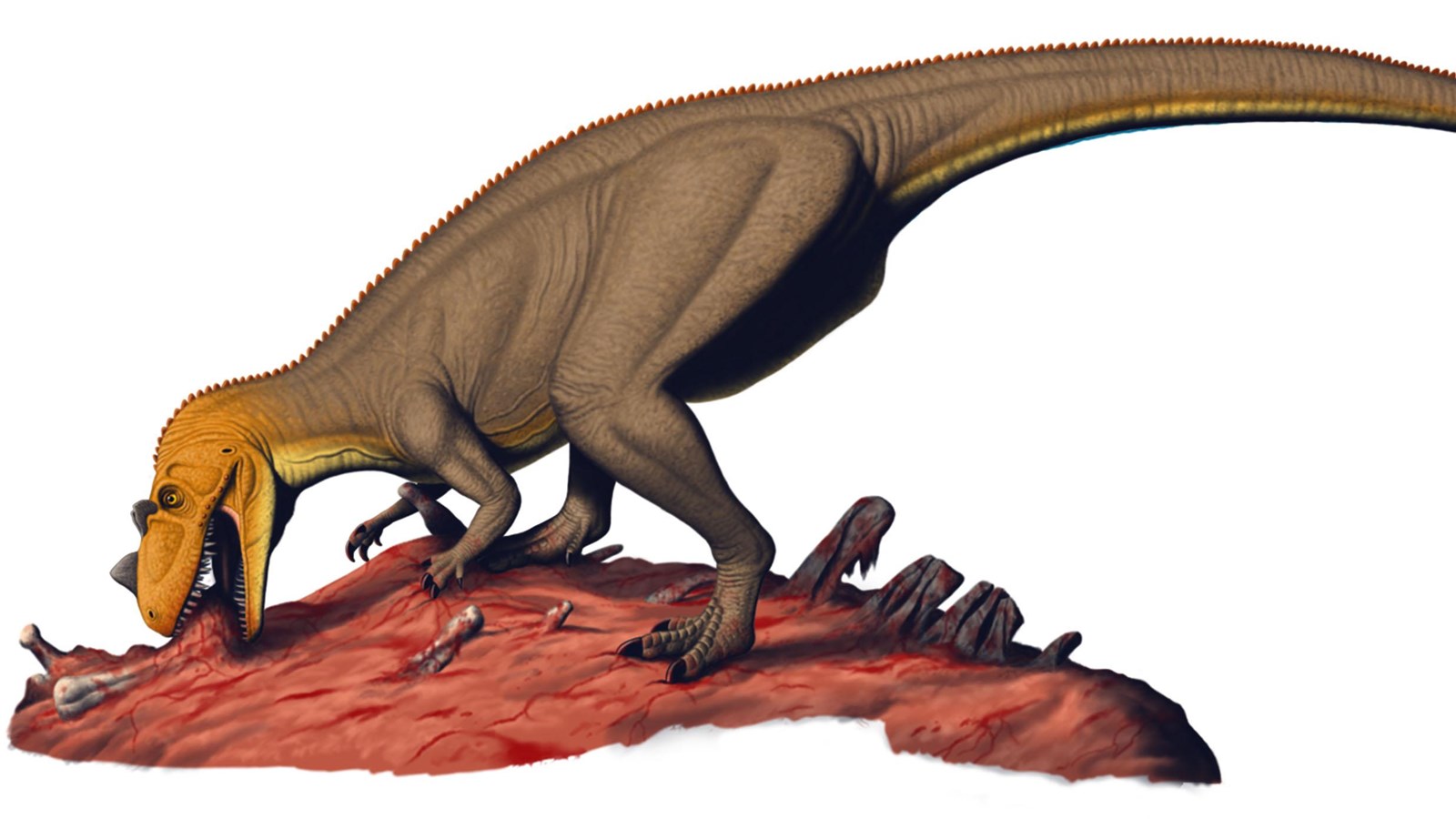 Ceratosaurus was a carnivorous theropod dinosaur in the Late