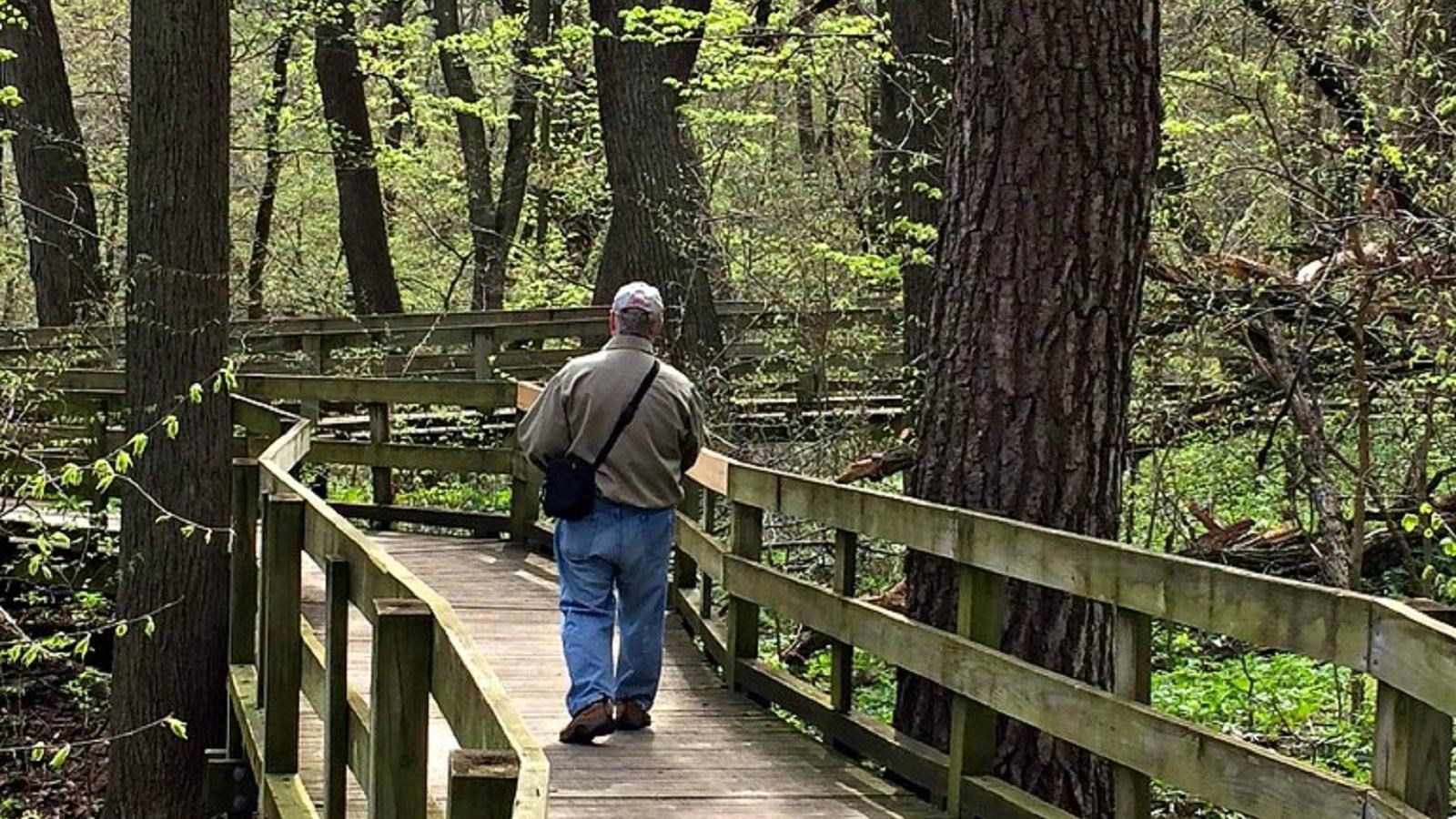 A man walks along a planked boardwalk winding through thick forest