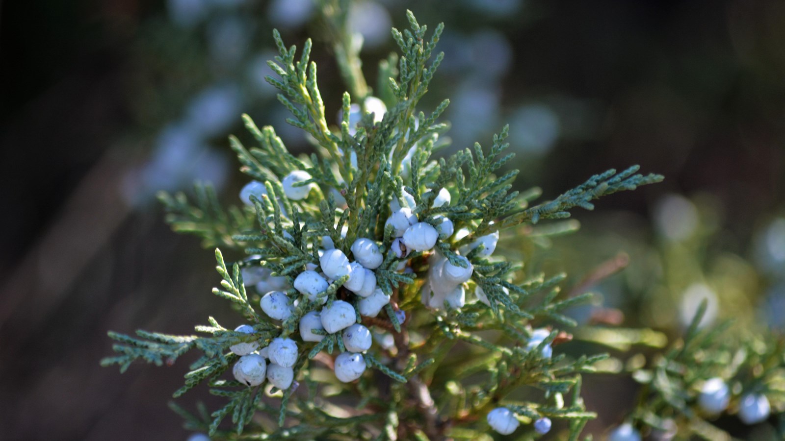 Rocky Mountain Juniper