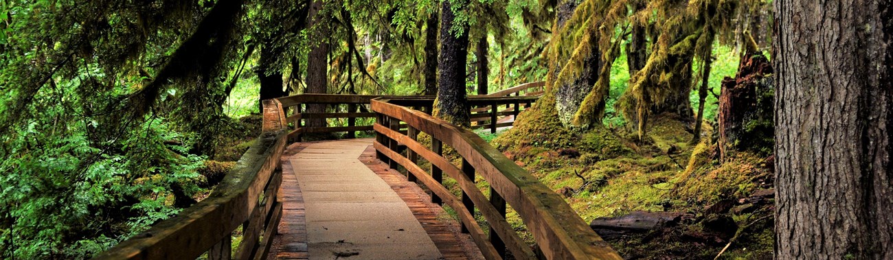 a wooden boardwalk in a dense, mossy rainforest