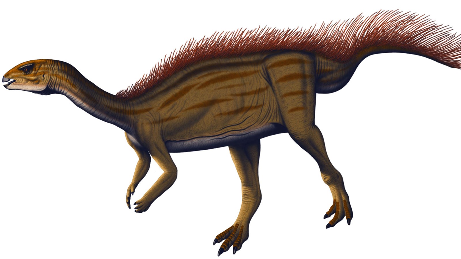 A small bipedal dinosaur with quills on its tail.
