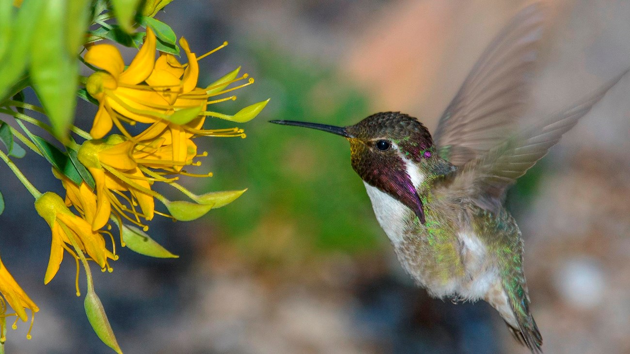 A green hummingbird with a purple and white throat drinks from a yellow flower.