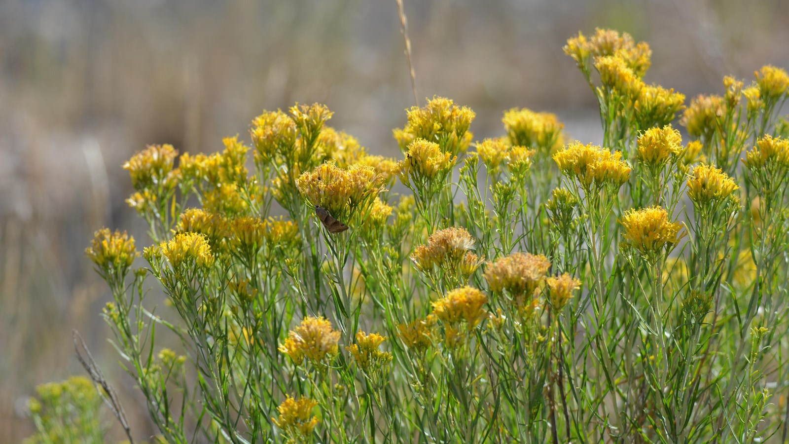 Rabbitbrush