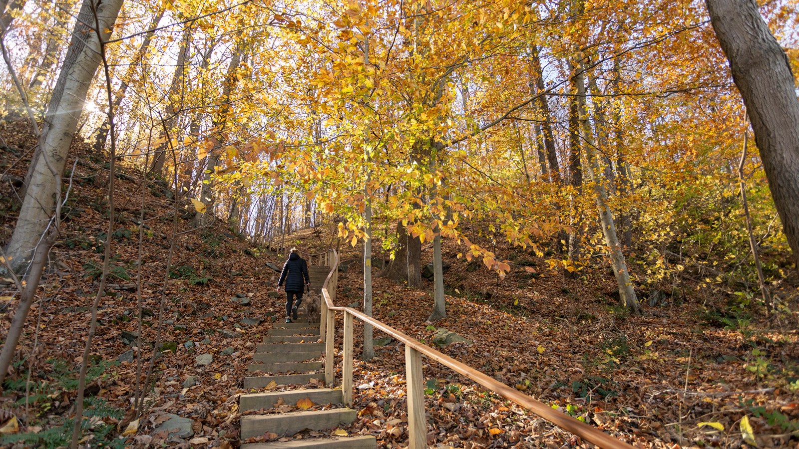 A trail surrounded by fall foliage.