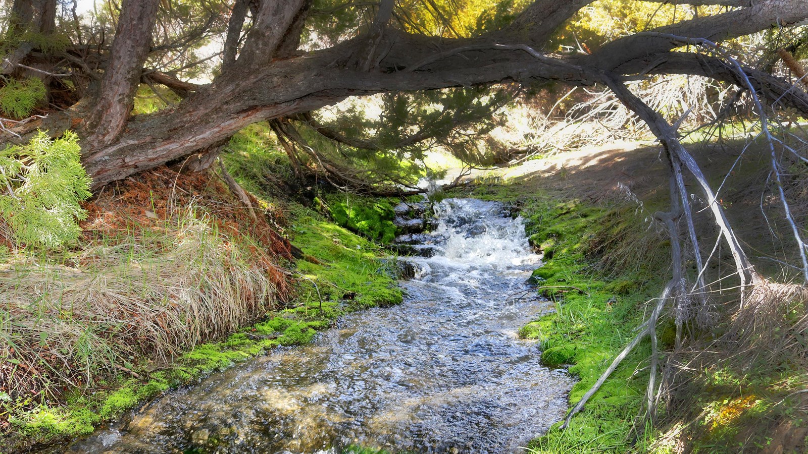 A creek flows beneath a low branch of a juniper tree.